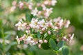 Currybush Escallonia Victory, pinkish flowers